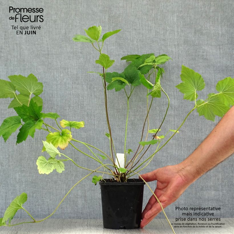 Exemplaar van Anemone Honorine Jobert - Herfstanemoon Pot van 2 l/3 l zoals geleverd in de zomer