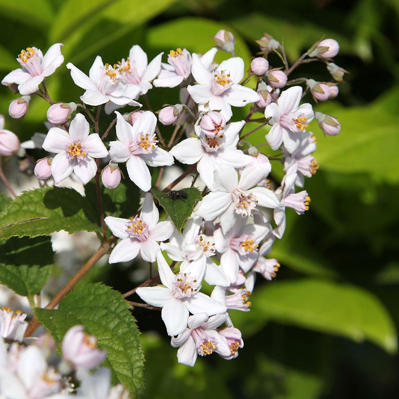 Deutzia Mont Rose - Bruidsbloem (Bloei)