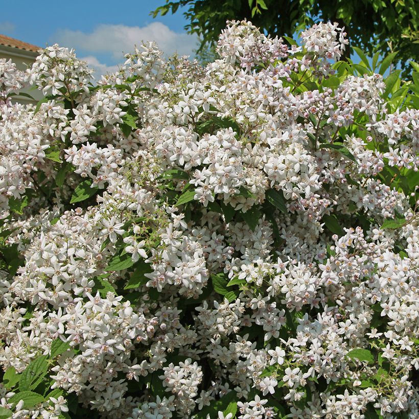 Deutzia Mont Rose - Bruidsbloem (Groeiplaats)