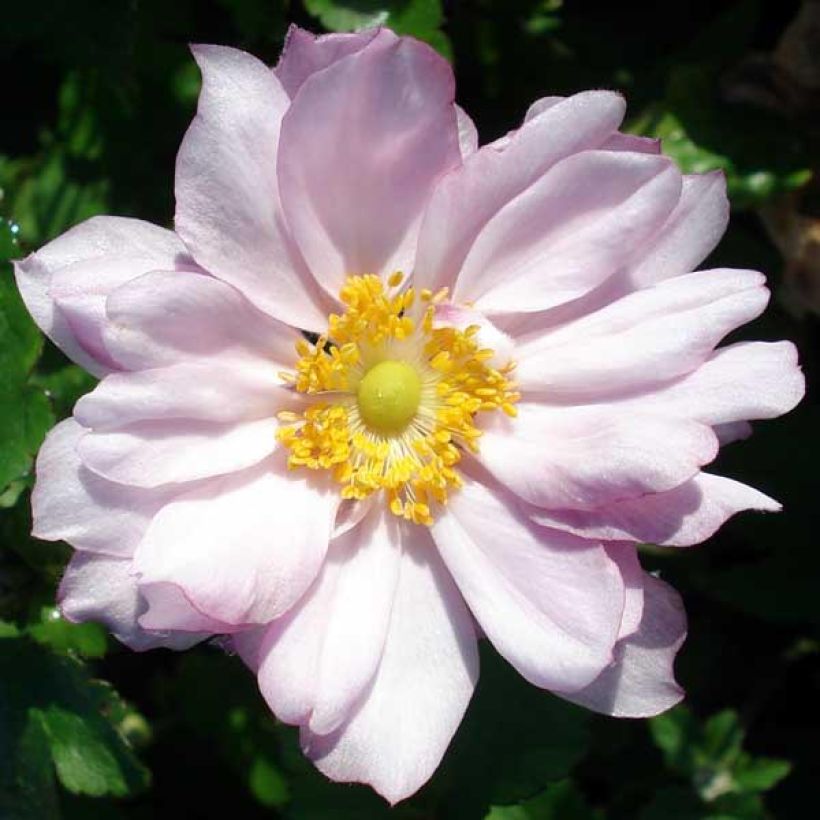 Anemone Königin Charlotte - Herfstanemoon (Bloei)