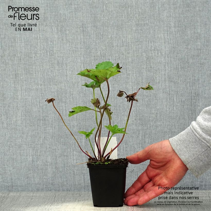 Exemplaar van Anemone Regal Swan - Herfstanemoon Kweekpotje van 8/9 cm zoals geleverd in de lente