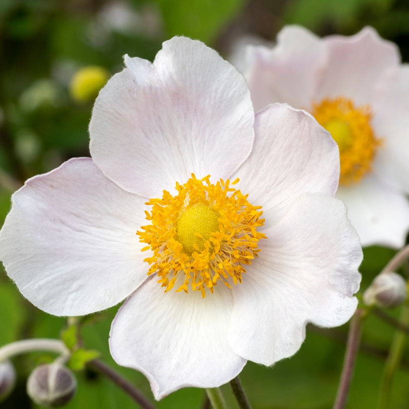 Anemone Regal Swan - Herfstanemoon (Bloei)