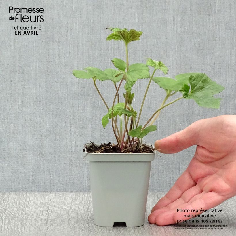 Exemplaar van Anemone Richard Ahrens - Herfstanemoon Kweekpotje van 8/9 cm zoals geleverd in de lente