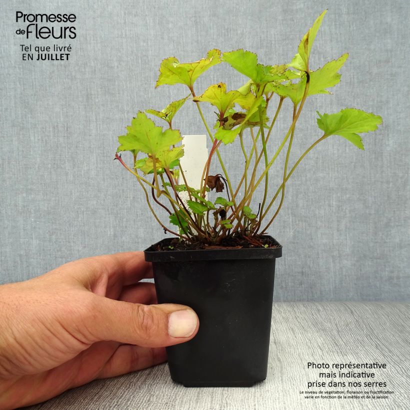 Exemplaar van Anemone Rosenschale - Herfstanemoon Kweekpotje van 8/9 cm zoals geleverd in de zomer