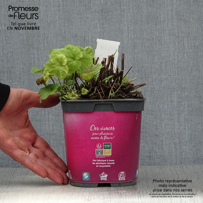 Exemplaar van Anemone hupehensis September Charm - Herfstanemoon Pot van 2 l/3 l zoals geleverd in de herfst