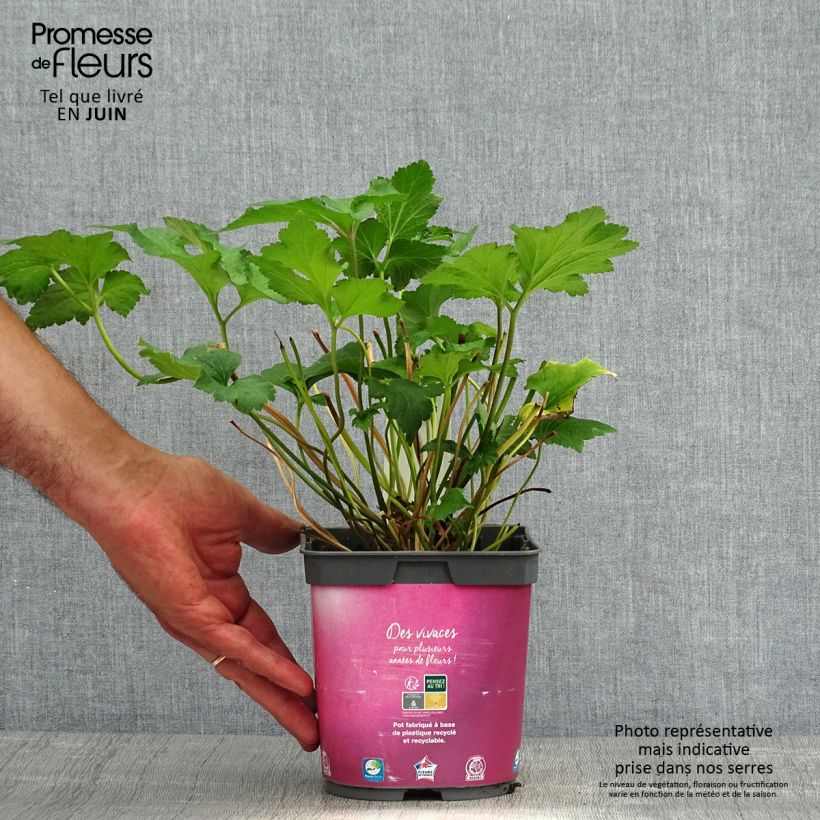 Exemplaar van Anemone hupehensis September Charm - Herfstanemoon Pot van 2 l/3 l zoals geleverd in de zomer
