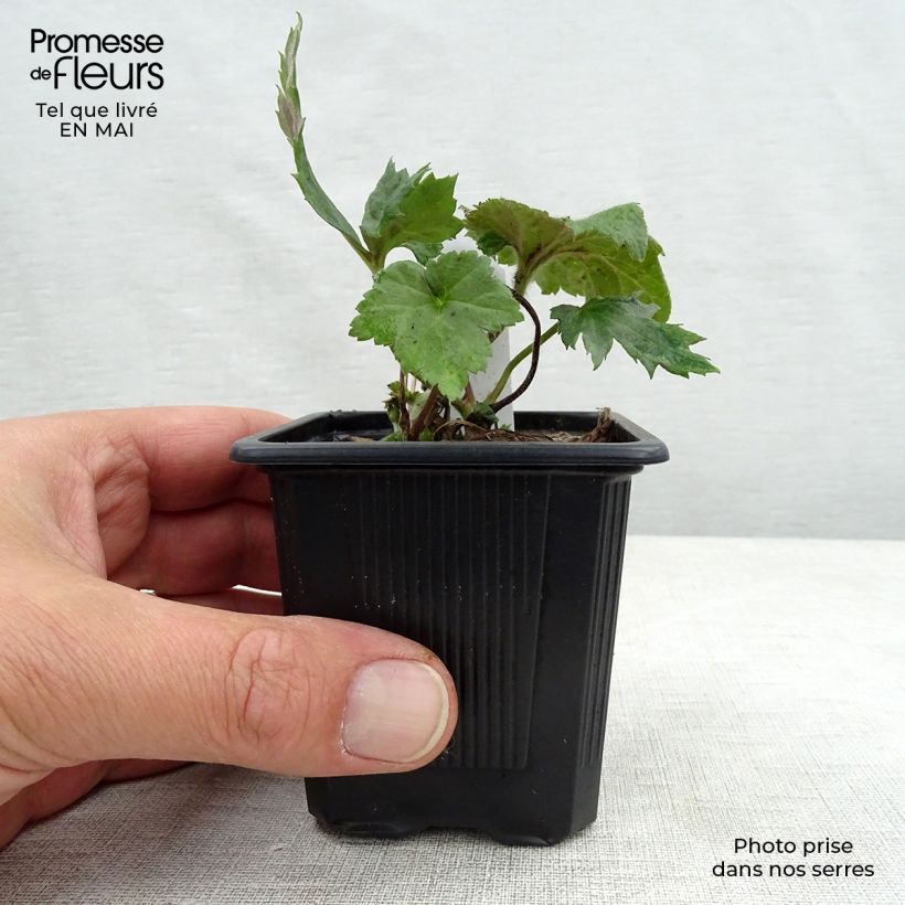 Exemplaar van Anemone hupehensis September Charm - Herfstanemoon Kweekpotje van 8/9 cm zoals geleverd in de lente