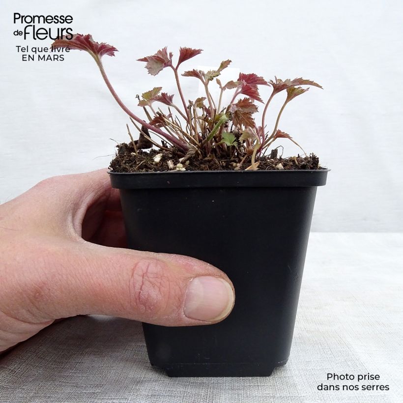 Exemplaar van Anemone hupehensis Splendens - Herfstanemoon Kweekpotje van 8/9 cm zoals geleverd in de lente