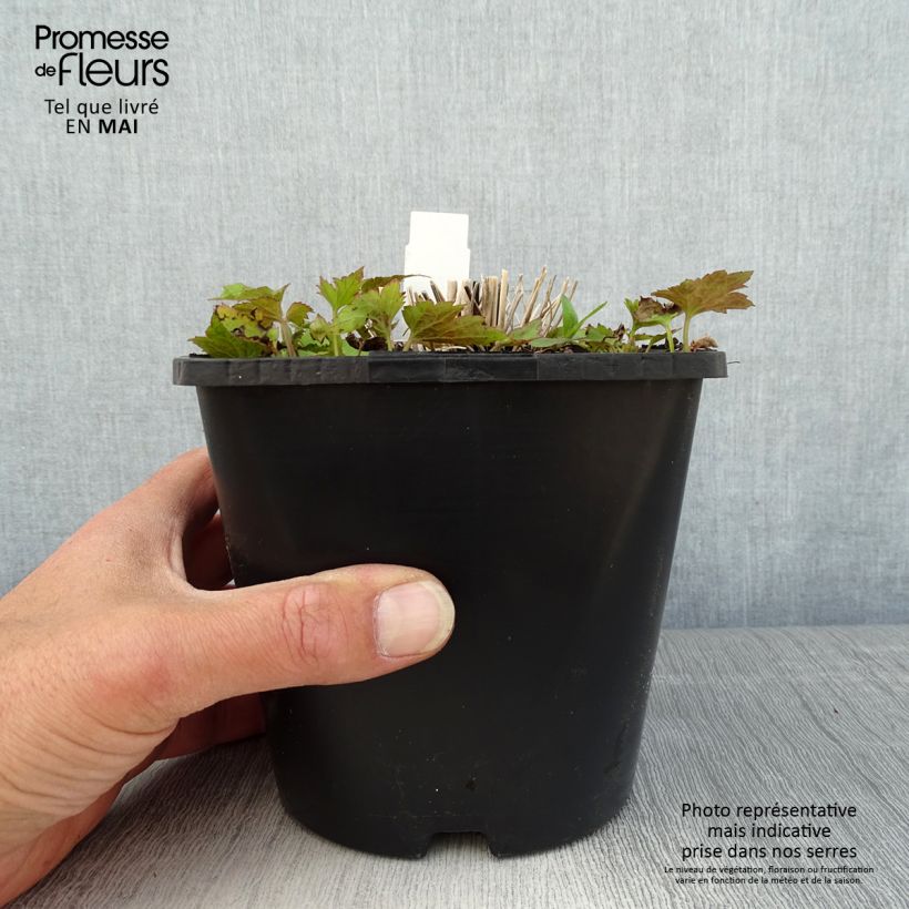 Exemplaar van Anemone hupehensis Splendens - Herfstanemoon Pot van 2 l/3 l zoals geleverd in de lente