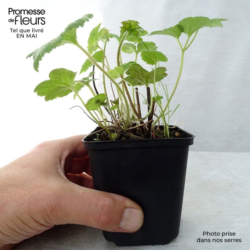 Exemplaar van Anemone Whirlwind - Herfstanemoon Kweekpotje van 8/9 cm zoals geleverd in de lente