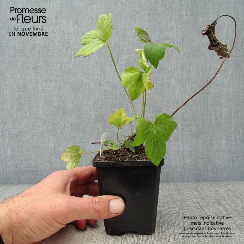 Exemplaar van Anemone Whirlwind - Herfstanemoon Kweekpotje van 8/9 cm zoals geleverd in de herfst