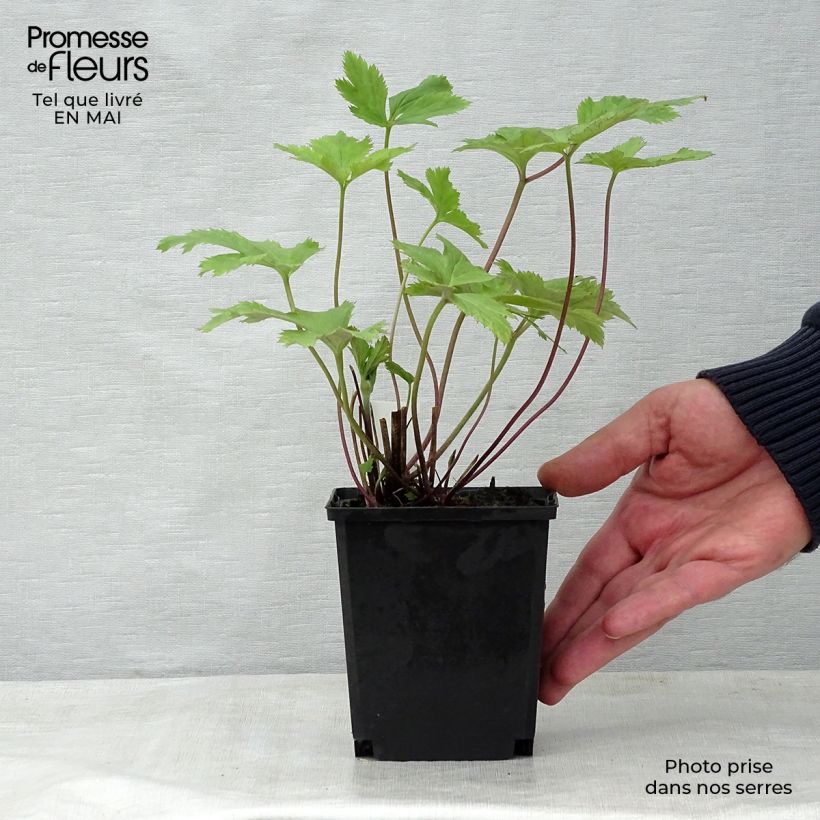 Exemplaar van Anemone Wild Swan - Herfstanemoon Kweekpotje van 8/9 cm zoals geleverd in de lente