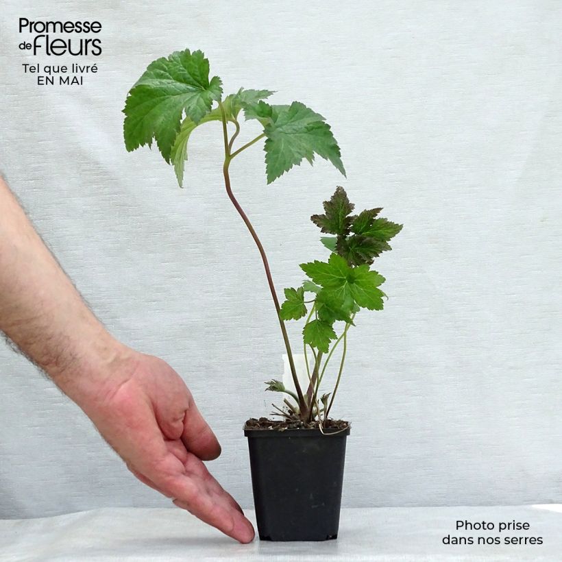 Exemplaar van Anemone Serenade - Herfstanemoon Kweekpotje van 8/9 cm zoals geleverd in de lente