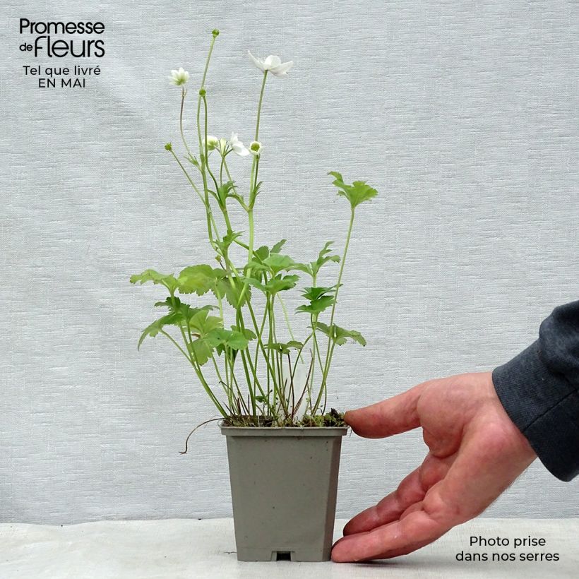 Example of Anemone leveillei - Blauwwitte anemoon Kweekpotje van 8/9 cm as you get in printemps