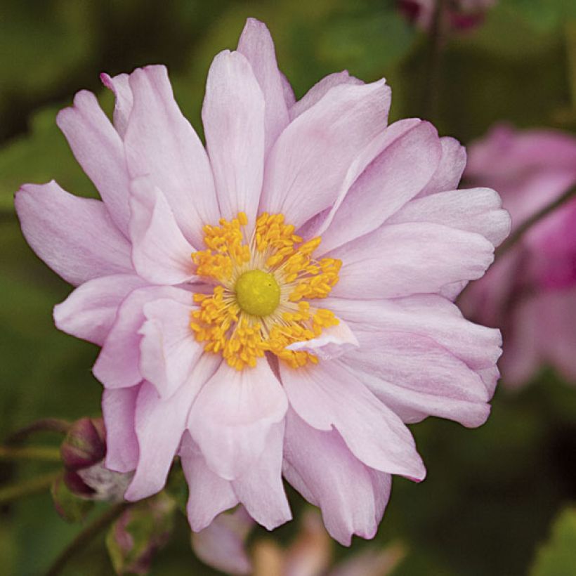 Anemone Mont Rose - Herfstanemoon (Bloei)