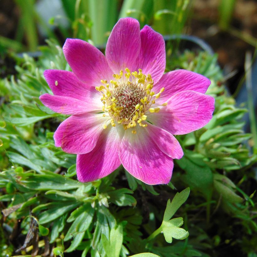 Anemone multifida Rubra - Gevulde anemoon (Bloei)