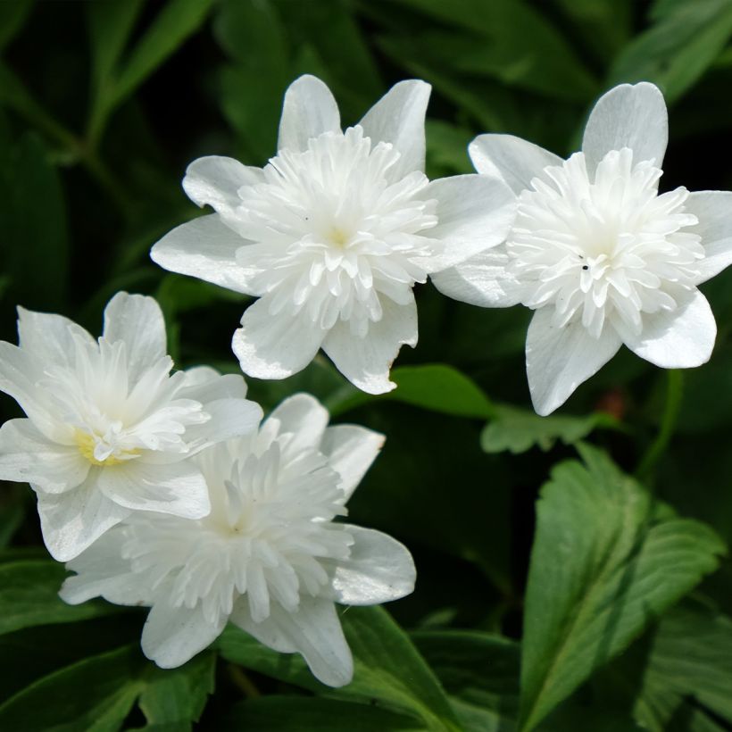 Anémone nemorosa Vestal -  Witte bosanemoon (Bloei)