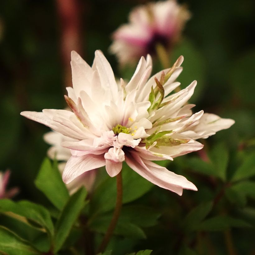 Anemone nemorosa Blue Eyes - Bosanemoon (Bloei)