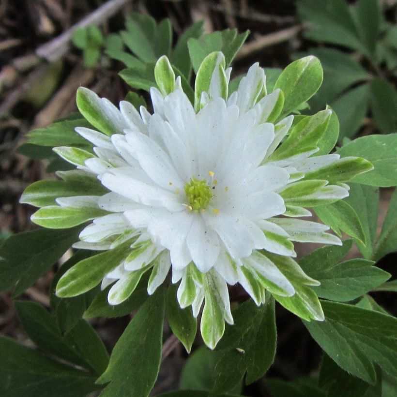 Anemone nemorosa Bracteata Plena - Bosanemoon (Bloei)