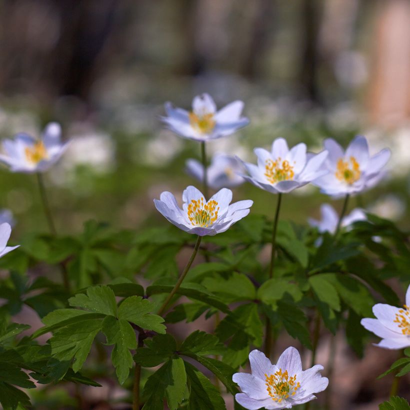 Anemone nemorosa Lucia - Bosanemoon (Groeiplaats)