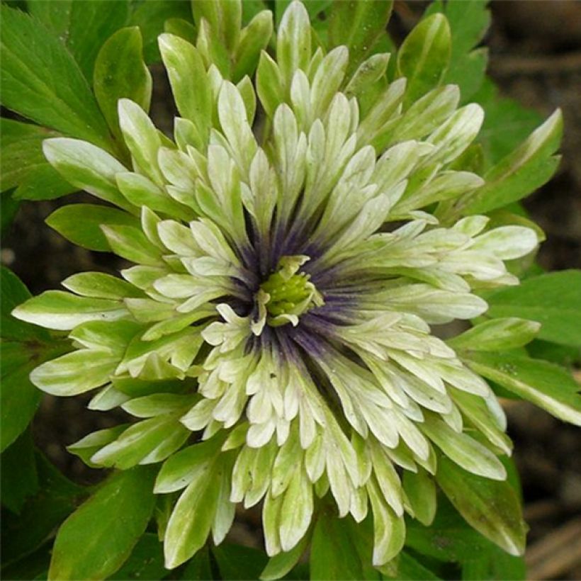 Anemone nemorosa Virescens - Bosanemoon (Bloei)