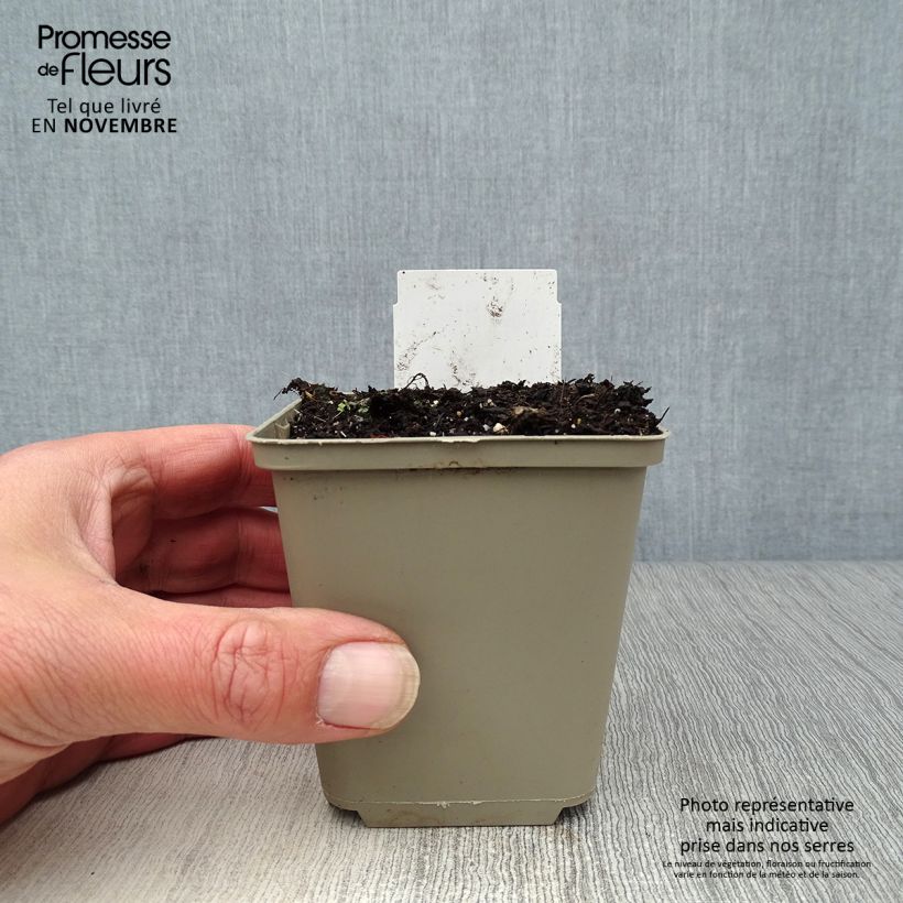 Exemplaar van Anemone nemorosa -  Witte bosanemoon Kweekpotje van 8/9 cm zoals geleverd in de herfst