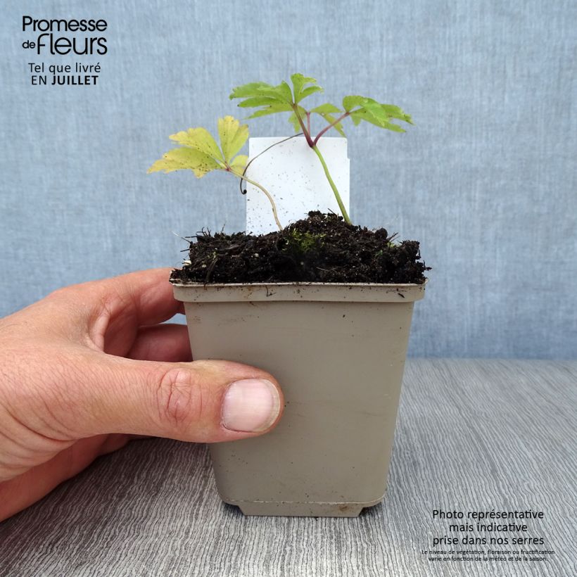 Exemplaar van Anemone nemorosa -  Witte bosanemoon Kweekpotje van 8/9 cm zoals geleverd in de zomer