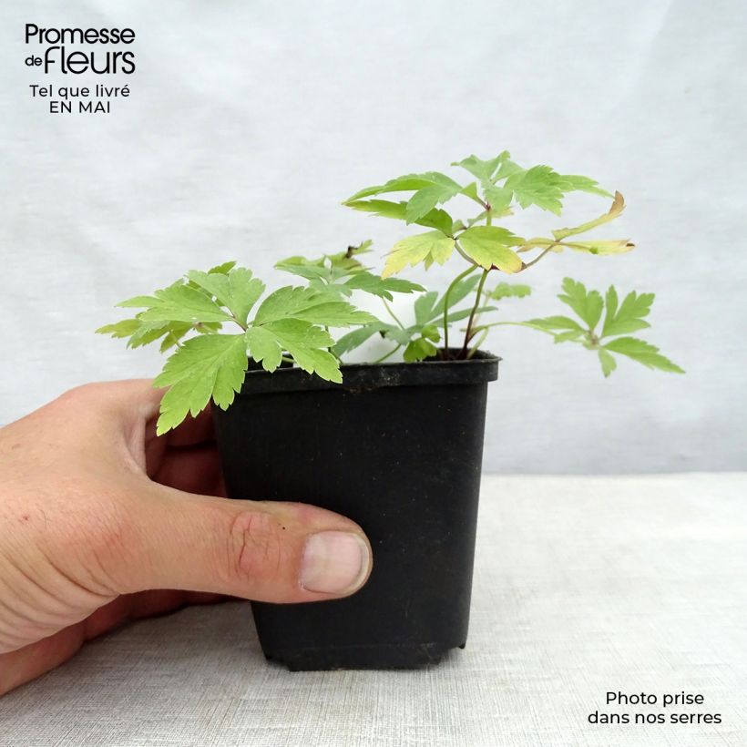 Example of Anemone nemorosa -  Witte bosanemoon Kweekpotje van 8/9 cm as you get in printemps