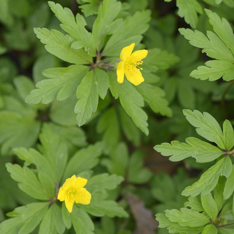 Anemone ranunculoides - Gele anemoon (Blad)