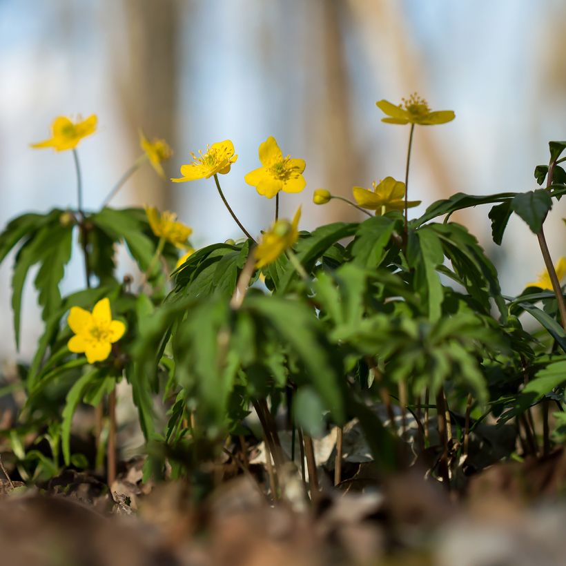 Anemone ranunculoides - Gele anemoon (Groeiplaats)