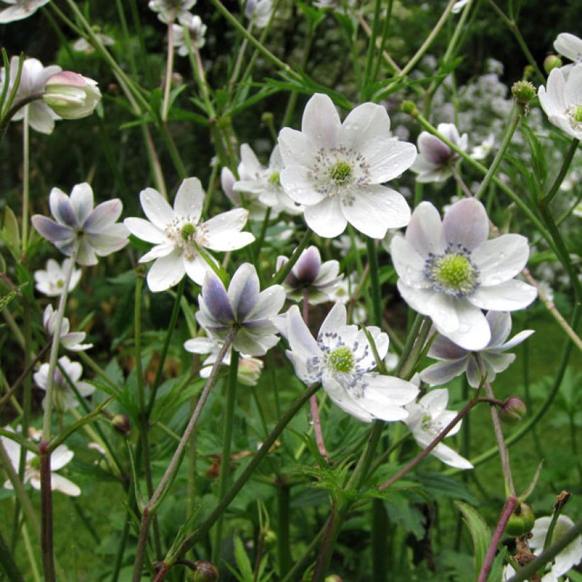 Anemone rivularis - Oeveranemoon (Groeiplaats)