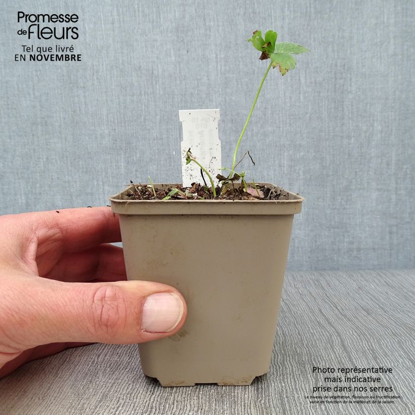 Exemplaar van Anemone sylvestris - Grote anemoon Kweekpotje van 8/9 cm zoals geleverd in de herfst