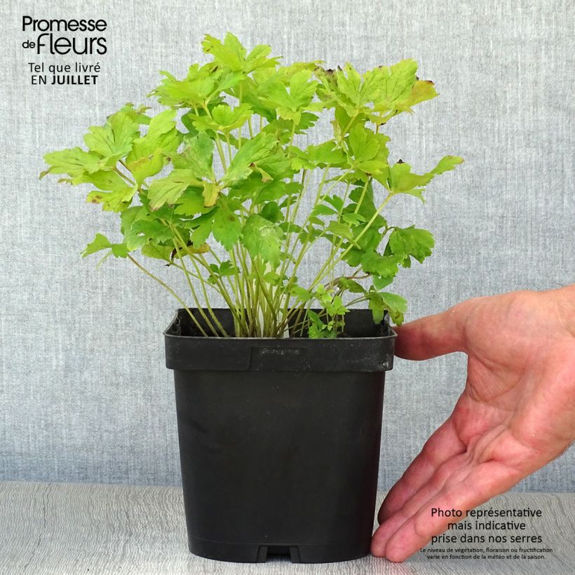 Exemplaar van Anemone sylvestris - Grote anemoon Pot van 2 l/3 l zoals geleverd in de zomer
