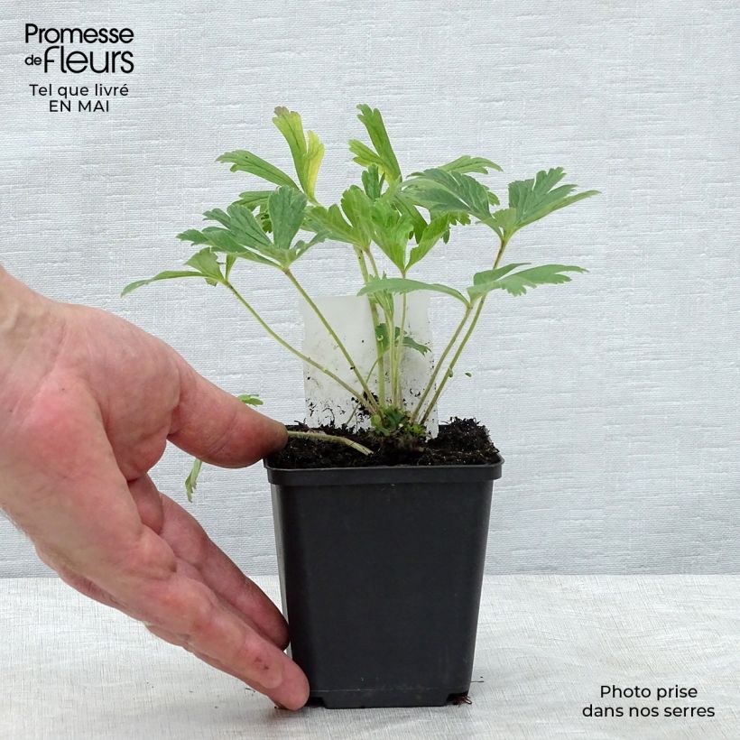 Exemplaar van Anemone sylvestris - Grote anemoon Kweekpotje van 8/9 cm zoals geleverd in de lente