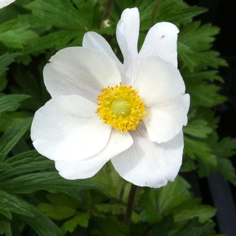 Anemone sylvestris - Grote anemoon (Bloei)