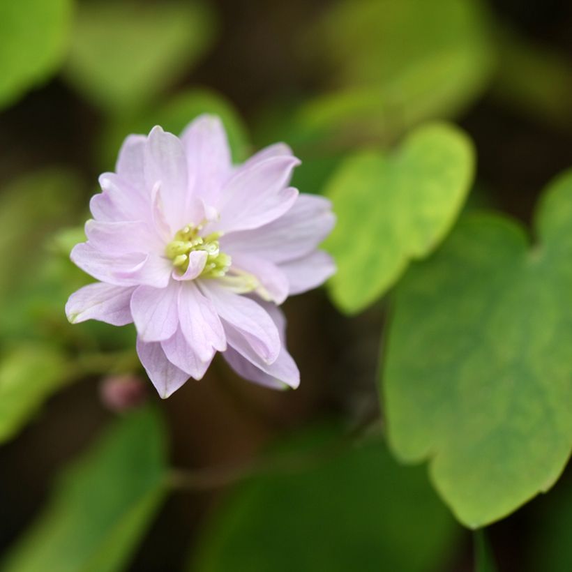 Anemonella thalictroides - Ruitanemoon (Bloei)