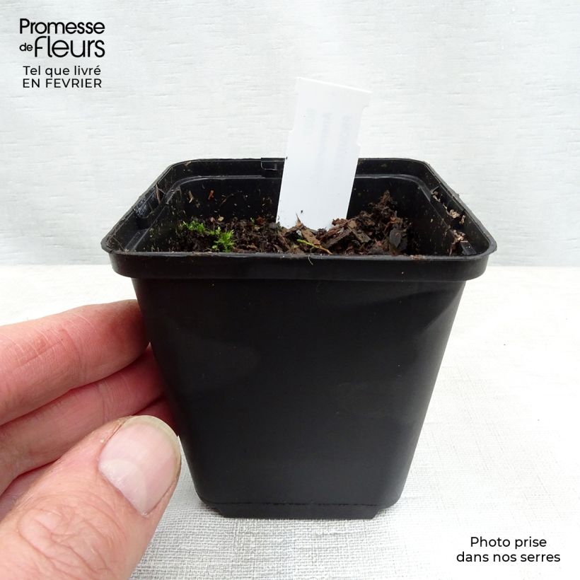 Exemplaar van Anemonopsis macrophylla - Schijnanemoon Kweekpotje van 8/9 cm zoals geleverd in de winter