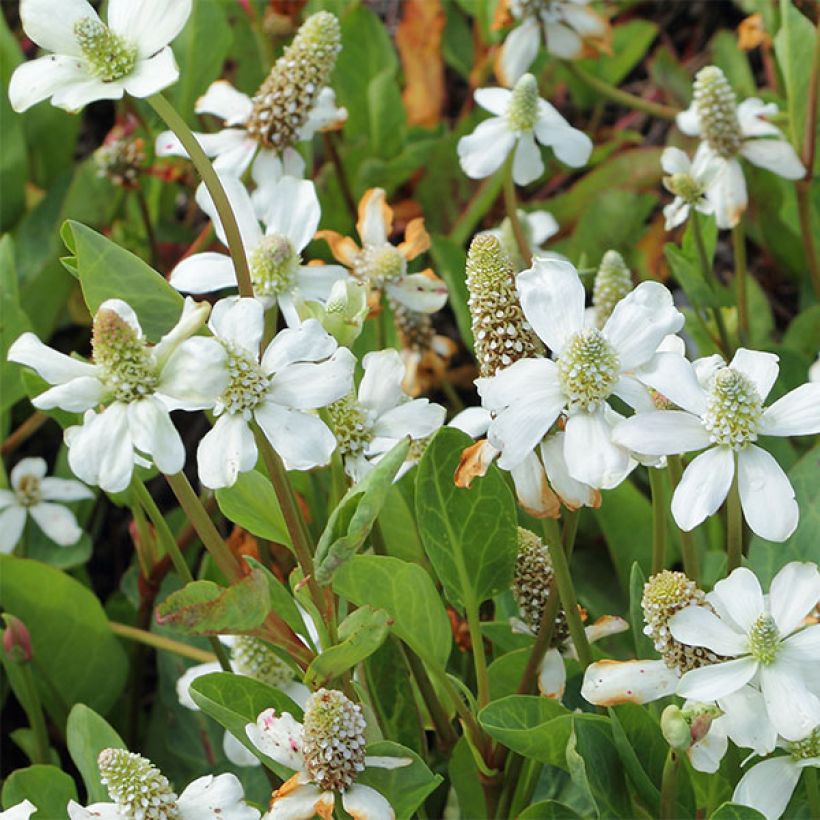 Anemopsis californica - Valse moerasanemoon (Flowering)