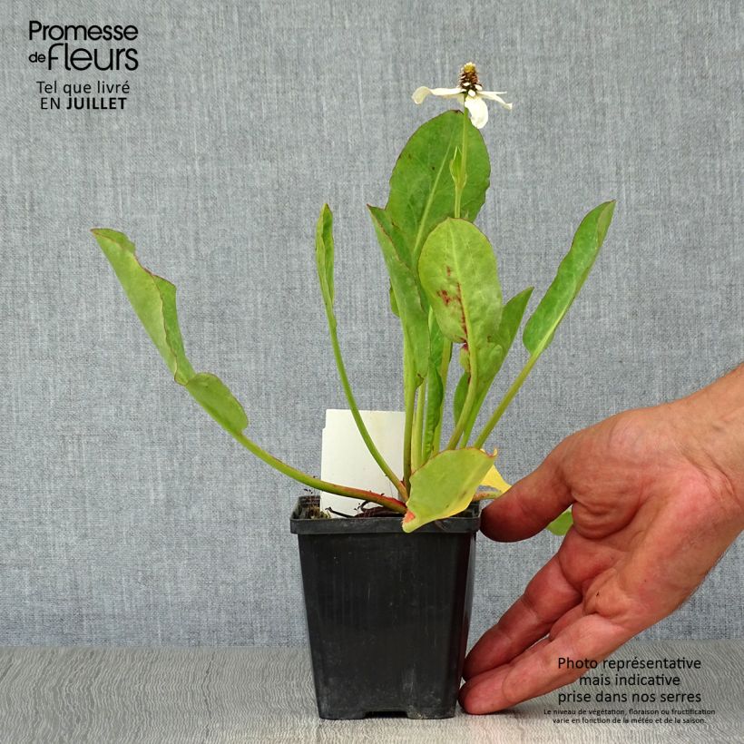 Exemplaar van Anemopsis californica - Valse moerasanemoon Kweekpotje van 8/9 cm zoals geleverd in de zomer