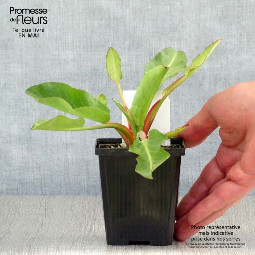 Example of Anemopsis californica - Valse moerasanemoon Kweekpotje van 8/9 cm as you get in printemps