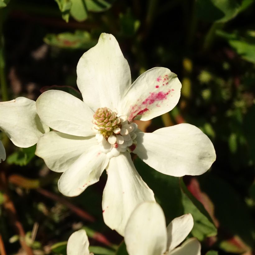 Anemopsis californica - Valse moerasanemoon (Bloei)