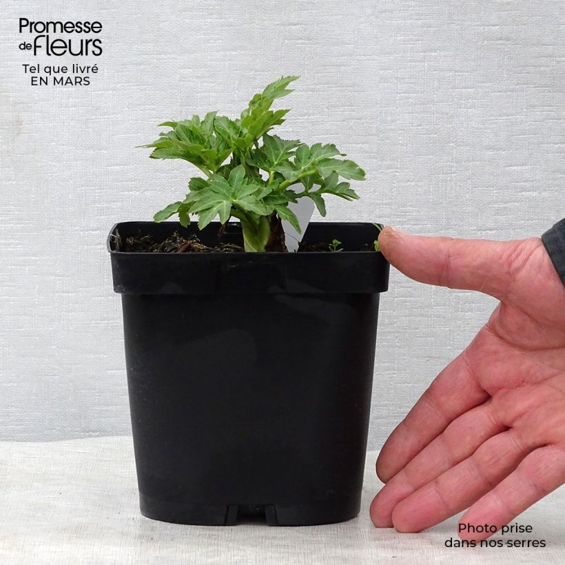 Exemplaar van Angelica gigas - Rode engelwortel Pot van 2 l/3 l zoals geleverd in de lente