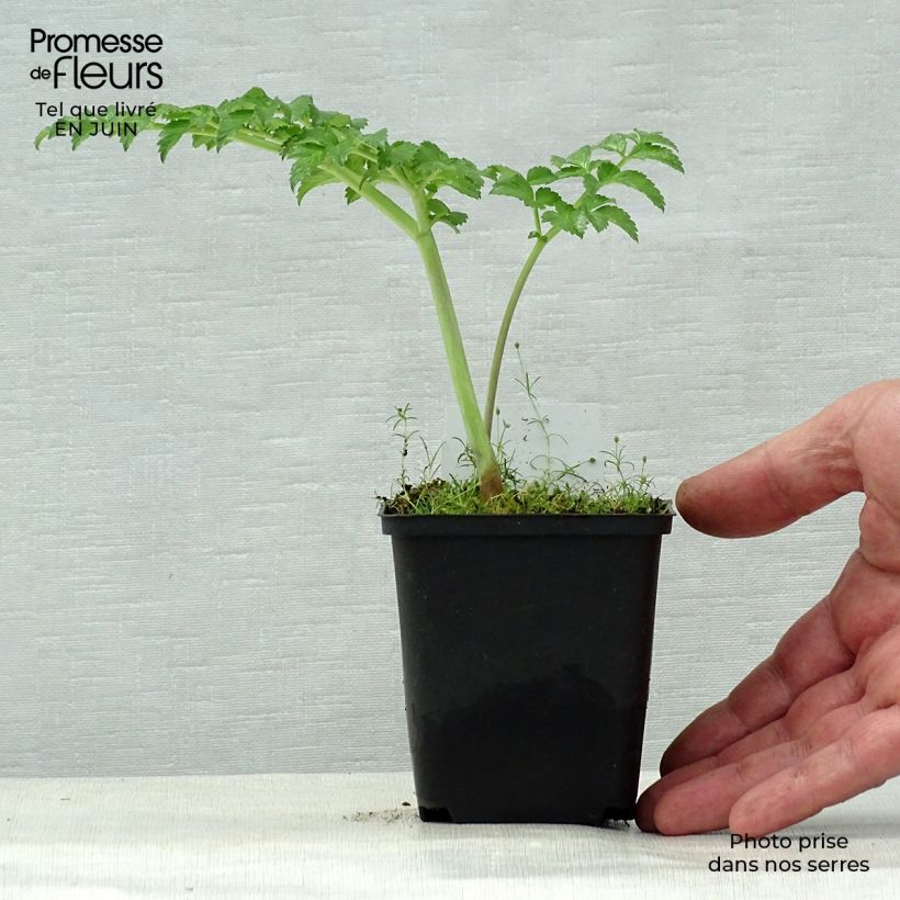 Exemplaar van Angelica pachycarpa - Engelwortel Kweekpotje van 8/9 cm zoals geleverd in de zomer