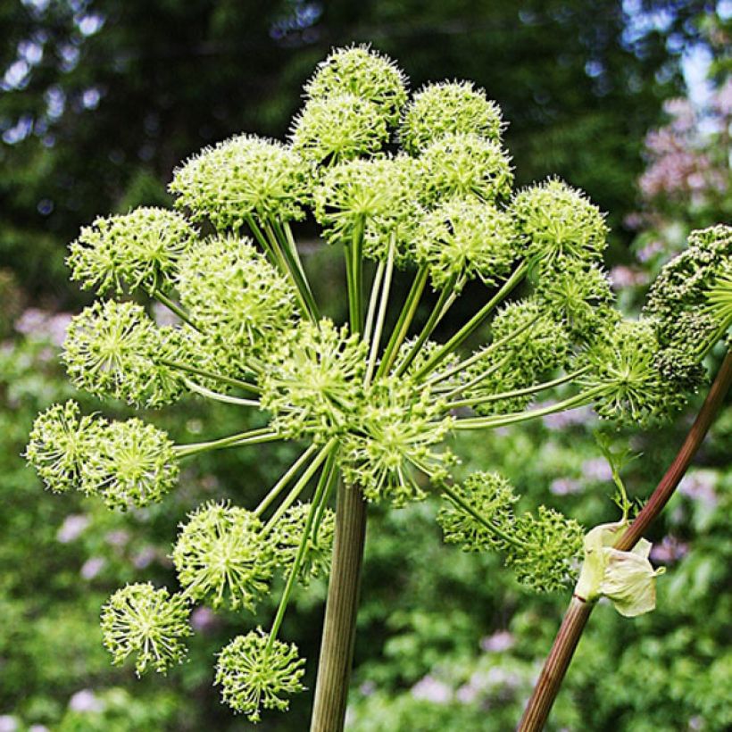 Angelica archangelica - Engelwortel (Bloei)