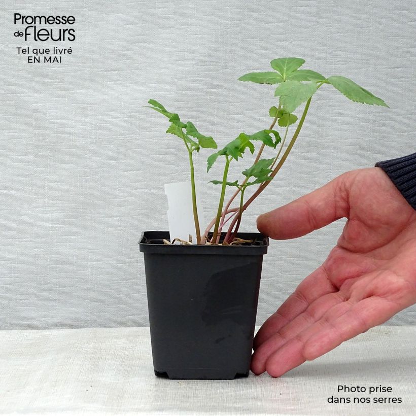 Exemplaar van Angelica archangelica - Engelwortel Kweekpotje van 7/8 cm zoals geleverd in de lente