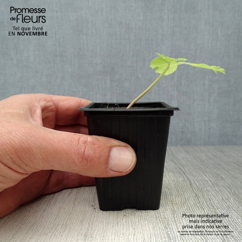 Exemplaar van Angelica archangelica - Engelwortel Kweekpotje van 7/8 cm zoals geleverd in de herfst
