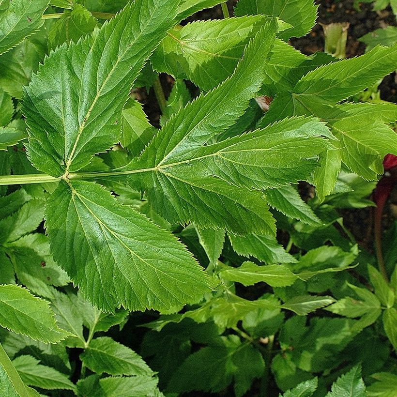 Angelica archangelica - Engelwortel (Blad)