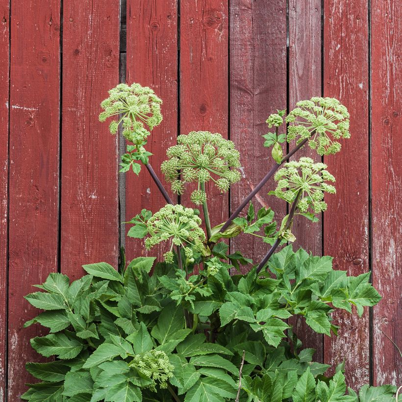 Angelica archangelica - Engelwortel (Groeiplaats)