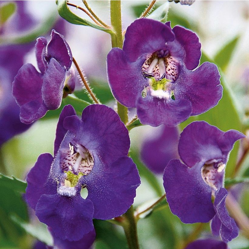Angelonia Angelface Blue - Zomerleeuwenbek (Bloei)