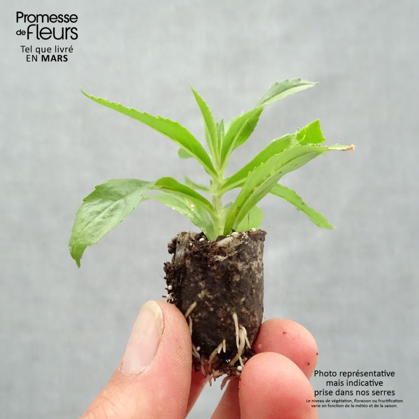 Exemplaar van Angelonia Angelface Blue - Zomerleeuwenbek Mini-mot Ø 1,5/2,5 cm zoals geleverd in de lente